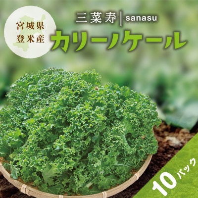 カリーノケールセット(10パック)【配送不可地域:離島】【1556519】宮城県登米市9000野菜・きのこその他 野菜