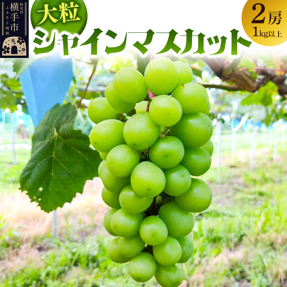 11月上旬より発送 大粒シャインマスカット2房(1kg以上)秋田県横手市15000果物・フルーツマスカット・ぶどう