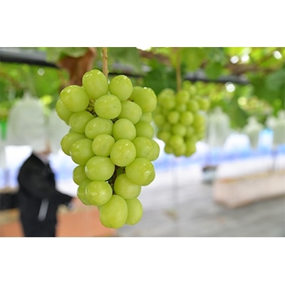 【2025年 秋発送分】〜シャインマスカット〜 2〜3房(約1.1kg)Domaine MARUTA【配送不可地域:離島】【1048875】宮城県山元町18000果物・フルーツマスカット・ぶどう