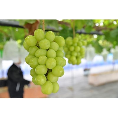 【2026年 秋発送分】〜シャインマスカット〜 約600g Domaine MARUTA【配送不可地域:離島】【1449582】宮城県山元町12000果物・フルーツマスカット・ぶどう