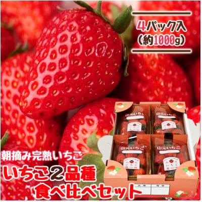 山元いちご農園 朝採り完熟いちご 宮城いちご2品種食べ比べセット 1.0kg(250g×4パック)【配送不可地域:離島・沖縄・九州】【1475585】宮城県山元町14000果物・フルーツいちご