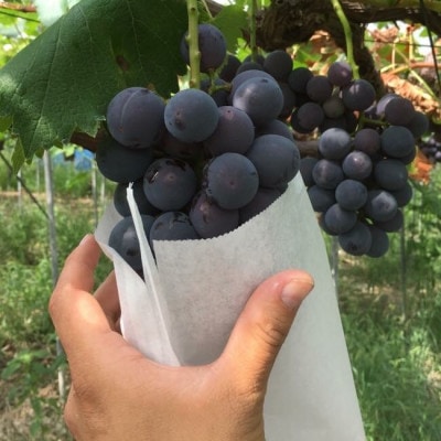 【2025年順次発送】種なし特Aピオーネ2kg【配送不可地域:離島】【1276157】大阪府太子町20000果物・フルーツマスカット・ぶどう