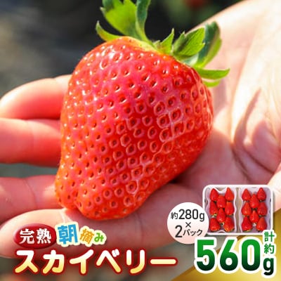 〈先行予約〉とろける美味しさ!完熟朝摘みスカイベリー 560g【配送不可地域:離島・沖縄】【1328042】栃木県矢板市10000果物・フルーツいちご