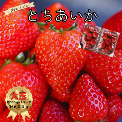 いちご王国栃木のNEW FACE!!大粒とちあいか600g【配送不可地域:離島・沖縄】【1380779】栃木県矢板市8000果物・フルーツいちご
