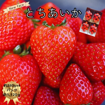 いちご王国栃木のNEW FACE!!とちあいか280g×4パック【2025年1月〜順次発送】【配送不可地域:離島・沖縄】【1578775】栃木県矢板市10000果物・フルーツいちご