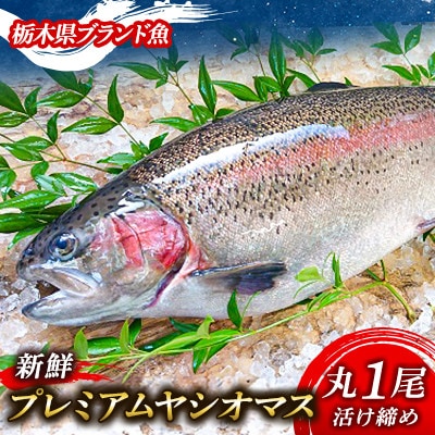 【丸1尾】栃木県のブランド魚「プレミアムヤシオマス」◆新鮮◆活け締め◆鮮魚◆鱒【配送不可地域:離島・沖縄】【1623136】栃木県矢板市24000魚介・海産物鮮魚
