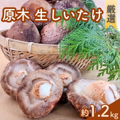 【厳選】肉厚!原木生しいたけ 手間と時間をかけた特選品 1.2kg【配送不可地域:離島】【1652003】栃木県矢板市14000野菜・きのこきのこ