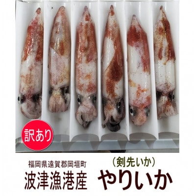 岡垣町波津漁港 お刺身用ヤリイカ(剣先イカ)4〜6杯で合計700g【訳あり】(岡垣町)【配送不可地域:離島】【1569114】福岡県岡垣町9000魚介・海産物イカ・タコ・ウニ