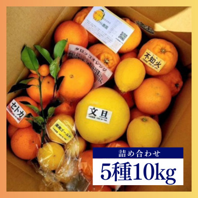 みかん色々♪季節の柑橘詰合せ10kgいろんな種類が一箱に詰まった楽しいみかんBox【先行受付】【1531525】神奈川県真鶴町22000果物・フルーツみかん・柑橘類