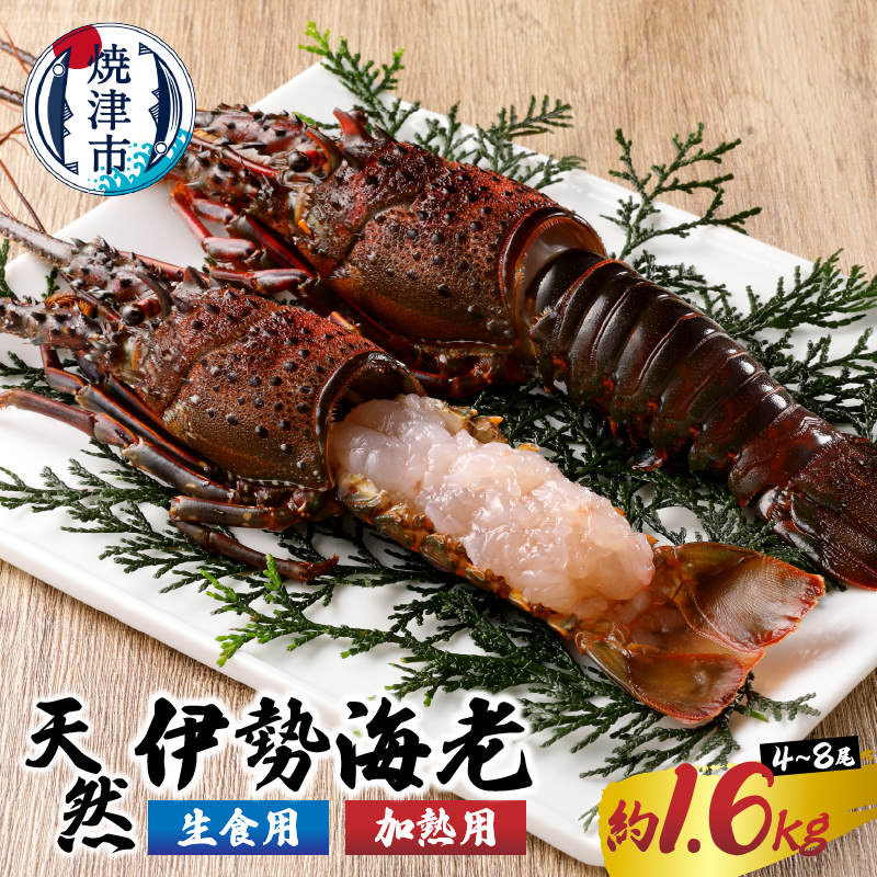 a80-031 伊勢海老 三昧セットB 刺身用+焼物用静岡県焼津市80000魚介・海産物エビ
