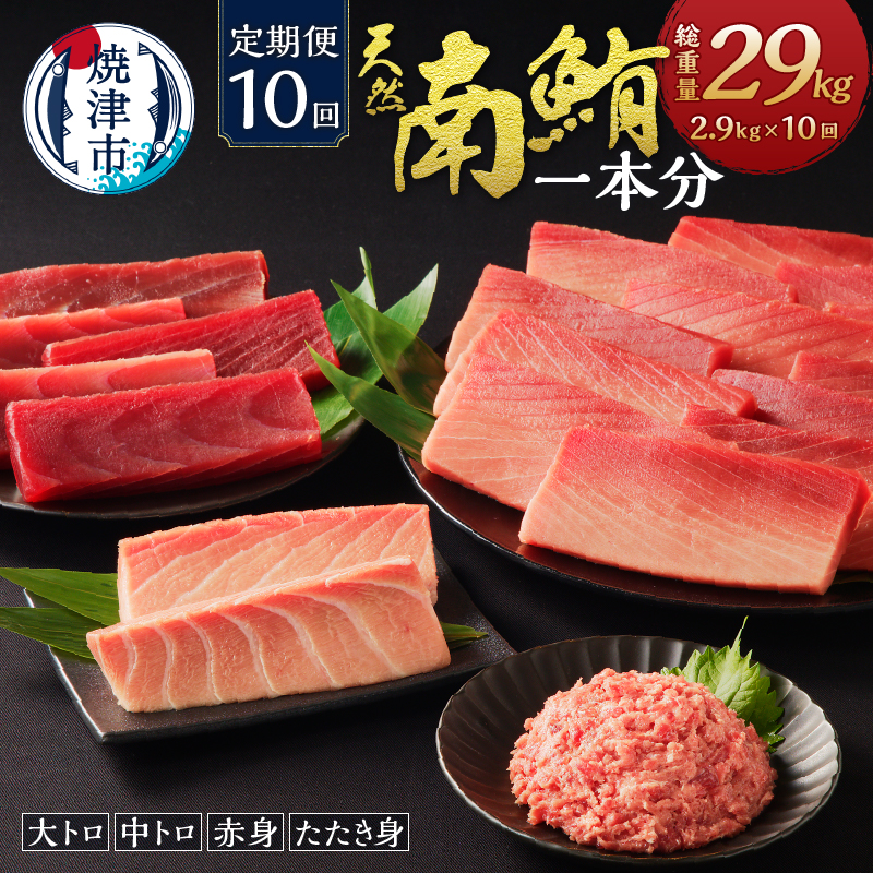 m10-001 【定期便10回】南鮪 1本 総重量約29kg(各月約2.9kg)静岡県焼津市1000000魚介・海産物その他 魚介・海産物