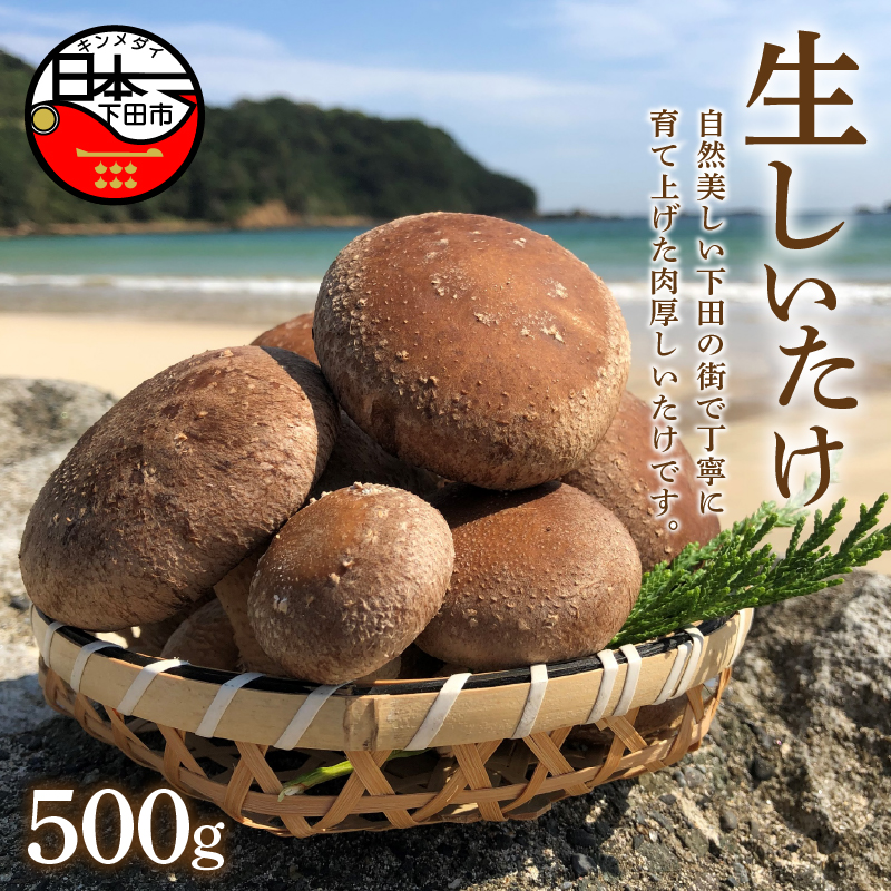 生しいたけ(菌床) 500g静岡県下田市7000野菜・きのこきのこ