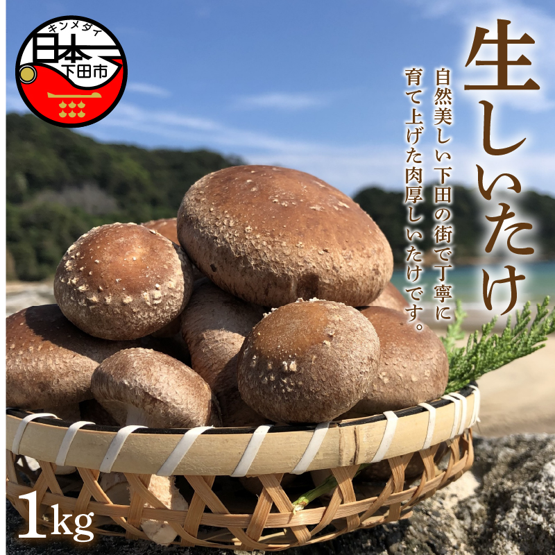 生しいたけ(菌床) 1.0kg静岡県下田市10000野菜・きのこきのこ
