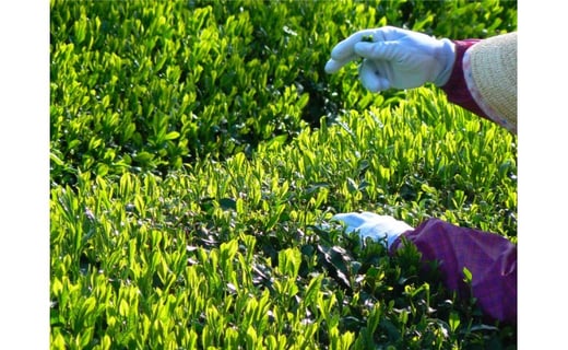 KH-05 伊勢茶と松阪牛しぐれ煮の贅沢お茶漬けセット三重県多気町20000肉牛肉