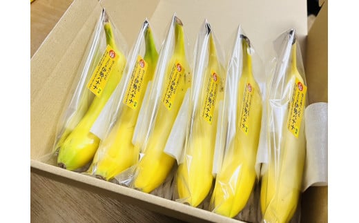TF-01 平均糖度25度以上 国産 無農薬 皮ごと食べられる「ともいき伊勢バナナ」三重県多気町26000果物・フルーツ