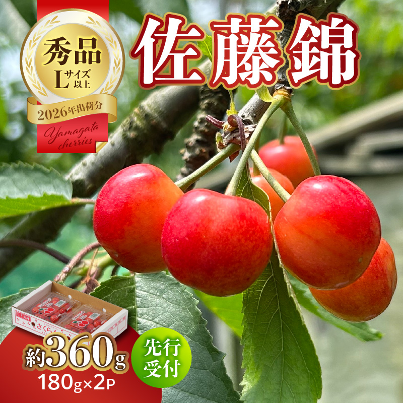 【2026年度先行受付】★さくらんぼ佐藤錦★約360g 秀品 【6月より順次発送予定】山形県大江町10000果物・フルーツさくらんぼ