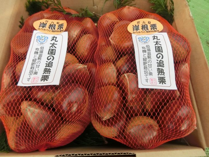 【数量・期間限定】低温熟成 追熟がんね栗 1.8Kg 古河市産和栗 ※離島への配送不可 ※2025年10月中旬頃より順次発送予定 | 栗 くり マロン 和栗 国産 茨城県産 古河市産 ギフト 贈答 贈り物 プ