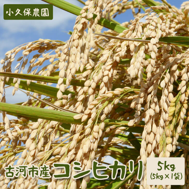 【令和6年産】古河市産 コシヒカリ5kg【小久保農園】| こめ 米 コメ 白米 精米 ご飯 単一米 国産 ギフト 贈答 贈り物 お祝 ご褒美 プレゼント _AS01茨城県古河市14000米・パン白米