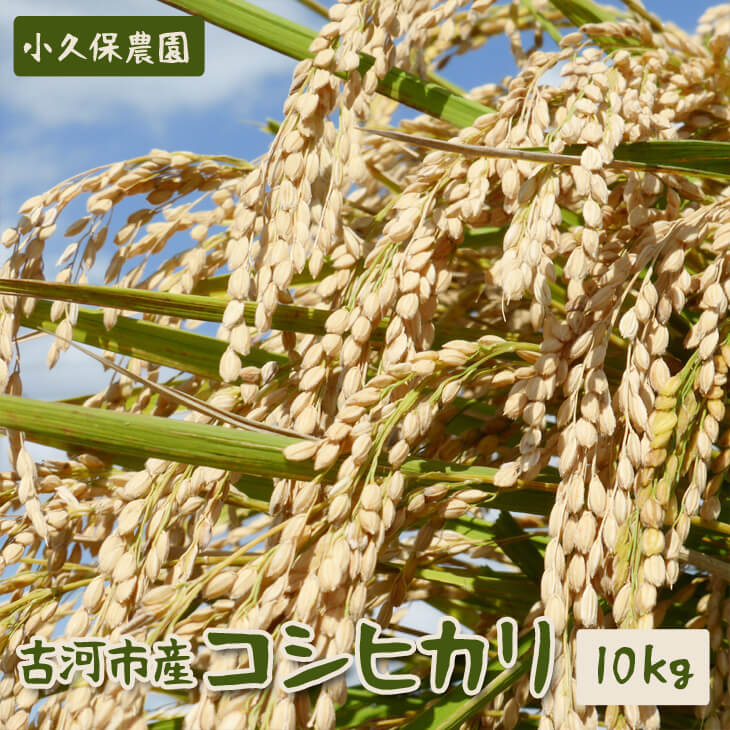 【令和6年産】古河市産 コシヒカリ10kg【小久保農園】  | 米 茨城県 こめ コメ 白米 ご飯 単一米 国産 古河市 茨城県産 定番 おいしい ギフト 贈答 贈り物 プレゼント お祝 ご褒美 記念日 景品