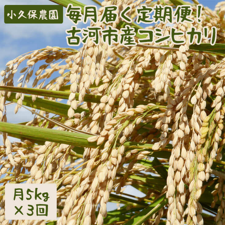 【令和5年産】毎月届く定期便!古河市産コシヒカリ5kg×3回【小久保農園】 ふるさと納税 米 茨城県 頒布会 分割配送 こしひかり 15kg | 米 こめ コメ 定期便 5キロ こしひかり コシヒカリ 古河