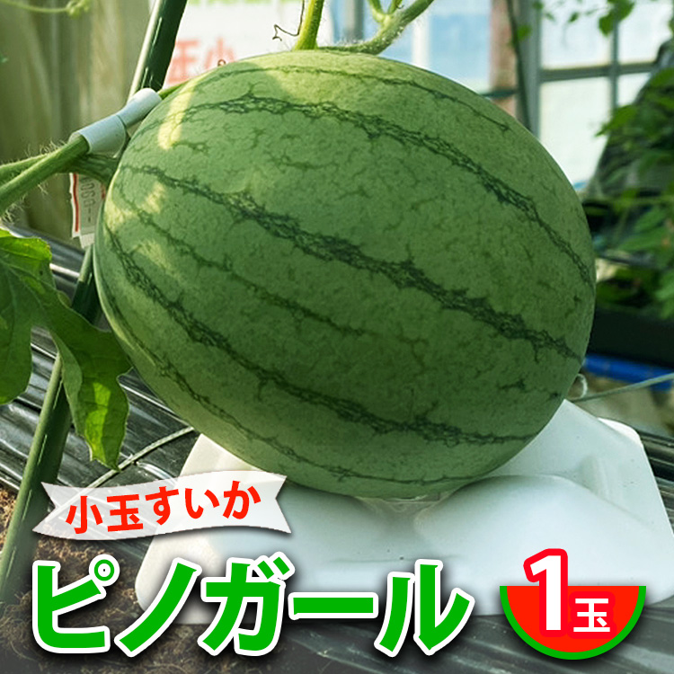 小玉すいかピノガール 1玉 ※2024年7月中旬〜8月上旬頃に順次発送予定 ※北海道・沖縄・離島への配送不可 | スイカ 西瓜 すいか ピノガール 果物 フルーツ 旬 坂東太郎 あまい 甘い 人気 取