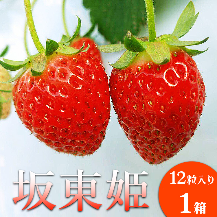 坂東姫 12粒入×1箱 ※2025年12月下旬〜2026年2月上旬頃に順次発送予定 ※北海道・沖縄・離島への配送不可 | いちご 苺 イチゴ 坂東姫 果物 フルーツ 旬 坂東太郎 あまい 甘い 人気 取り寄せ お