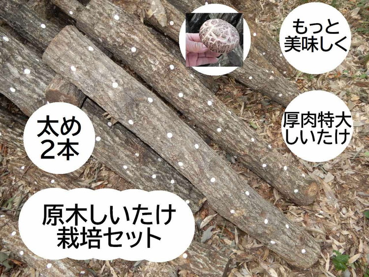 原木しいたけ栽培セット もっと美味しく、肉厚に BCEXL2 ※離島への配送不可 | きのこ 椎茸 しいたけ シイタケ 原木 栽培 キット 食物繊維 栄養 健康 食育 産地直送 茨城県 古河市 _DR07茨城県