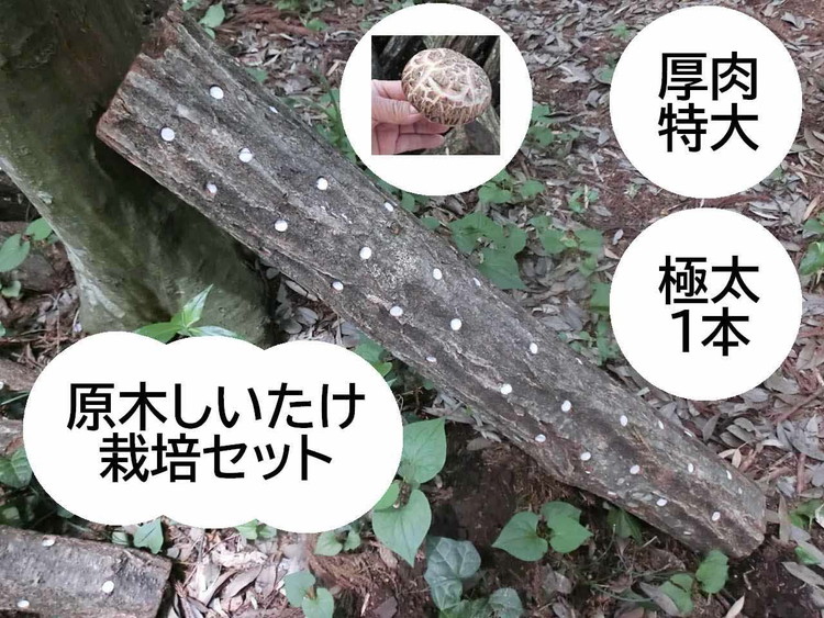 ؂͔|Zbg ƔA BCEXLL1 ւ̔zs | ̂ ő  VC^P  ͔| Lbg h{ N H Yn 錧 É͎s _DR08錧É͎s18000