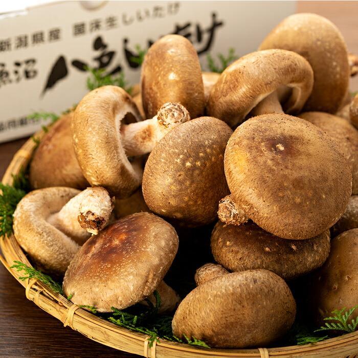 新潟県南魚沼産  ちび干し椎茸1㎏ 干し椎茸（大分県産）（1kg、500g） – ネットスーパーV
