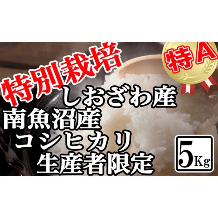 【令和7年産】特別栽培 生産者限定 南魚沼しおざわ産コシヒカリ5Kg【2025年10月上旬より順次発送予定】新潟県南魚沼市25000米・パン白米