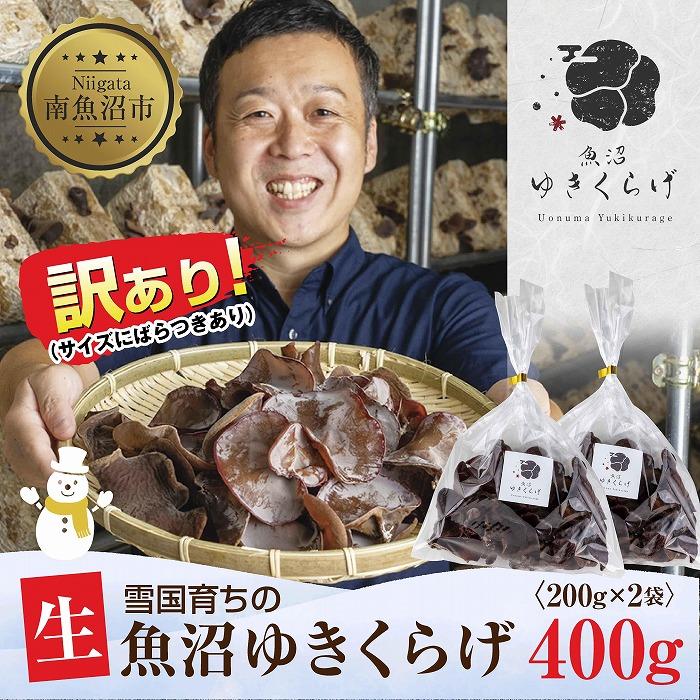 訳あり 国産 生 きくらげ 200g×2袋 計400g 小分け 規格外 訳アリ 栄養豊富 無農薬 無添加 オーガニック 自家栽培 雪国 魚沼ゆきくらげ キクラゲ 木耳 きのこ キノコ ビタミンD 健康 食品 食物