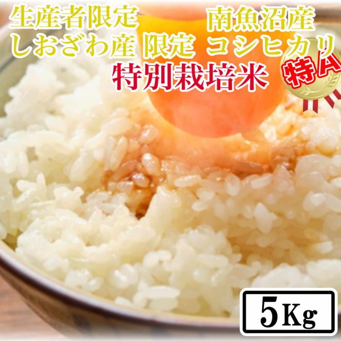 【令和7年産】【精米5kg】特別栽培 しおざわ産限定 生産者限定 南魚沼産コシヒカリ【2025年10月上旬より順次発送予定】新潟県南魚沼市25000米・パン白米