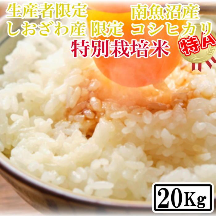 【令和7年産】【精米20kg】特別栽培 しおざわ産限定 生産者限定 南魚沼産コシヒカリ【2025年10月上旬より順次発送予定】新潟県南魚沼市100000米・パン白米