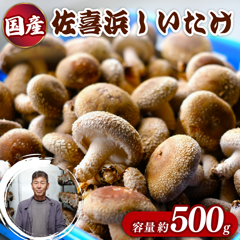 国産 佐喜浜しいたけ 約500g 椎茸 しいたけ 菌床 きのこ キノコ 調理 料理 ごはん ご飯 うまみ 6000円 高知県 nc002高知県室戸市6000野菜・きのこじゃがいも・イモ類