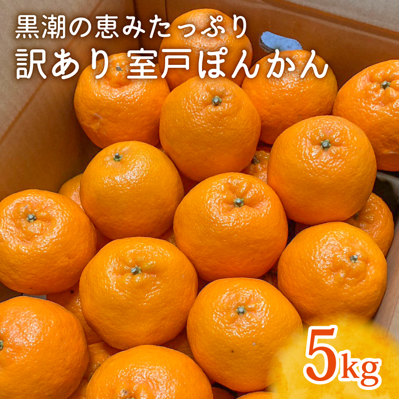 【先行予約】ぽんかん LLサイズ 5kg|農家直送 甘い 訳あり 家庭用 数量限定 ポンカン 濃厚 柑橘 果物 みかん 蜜柑 旬 人気 高知県 室戸市 ふるさと納税高知県室戸市7000果物・フルーツその他