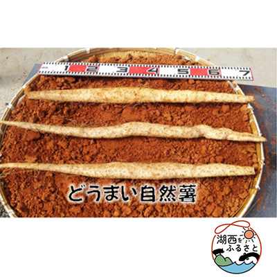 どうまい自然薯 500g位×2【1476062】静岡県湖西市23000野菜・きのこじゃがいも・イモ類