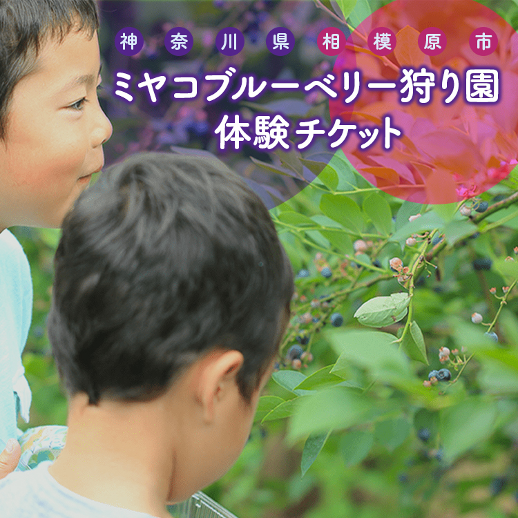 【時間無制限 食べ放題コース】ブルーベリー狩り体験 親子プラン | ブルーベリー 摘み取り 体験 ブルーベリー狩り フルーツ狩り 食べ放題 時間 無制限神奈川県相模原市14000果物・フルーツ