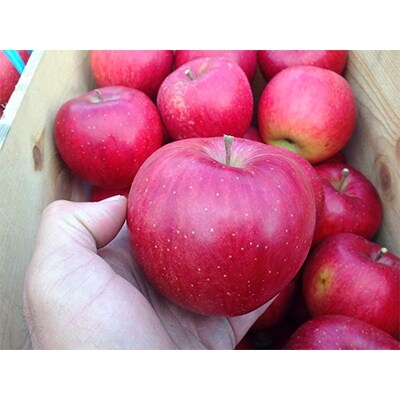 りんご シナノスイート 家庭用 約3kg【配送不可地域:離島】【1106877】青森県青森市10000果物・フルーツりんご・梨