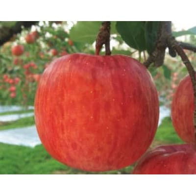 りんご 「サンふじ紅虎」 贈答用 約5kg【配送不可地域:離島】【1326710】青森県青森市12000果物・フルーツりんご・梨