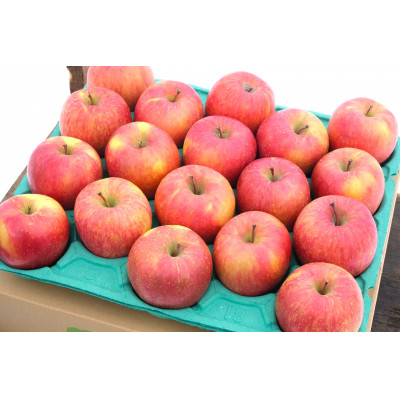 【青森市産】糖度13度以上保証!おもてなし用葉とらずサンふじ約5kg【配送不可地域:離島・沖縄】【1436015】青森県青森市13000果物・フルーツりんご・梨