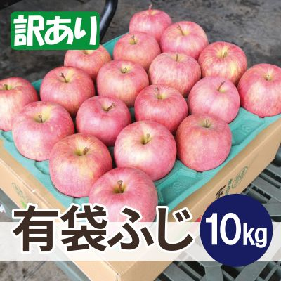 平均糖度13度以上! 有袋ふじ 約10kg 訳あり CA貯蔵 クール便【配送不可地域:離島・沖縄】【1613036】青森県青森市24000果物・フルーツりんご・梨