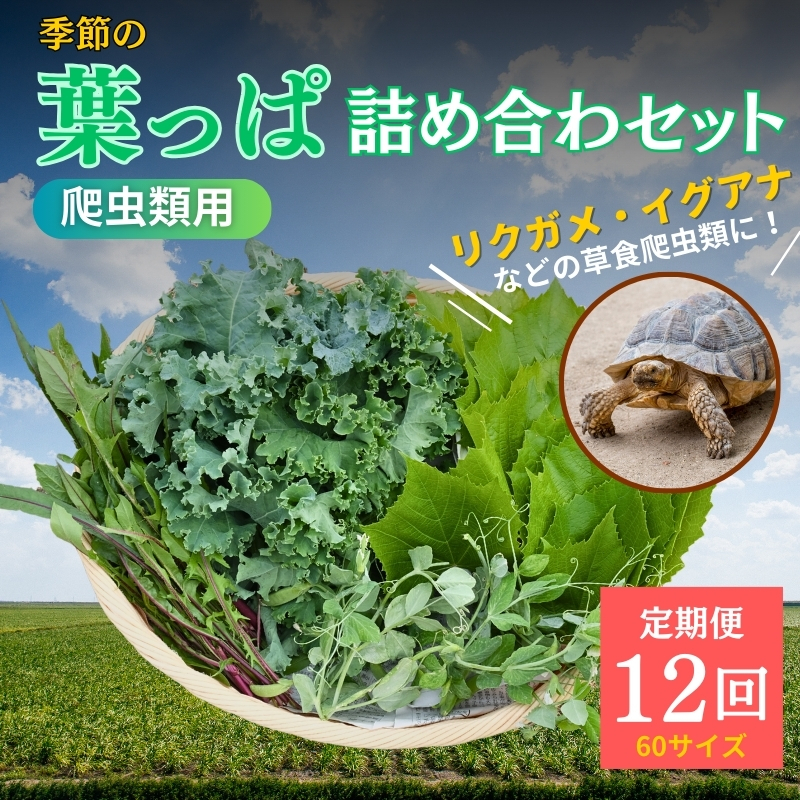 【爬虫類用】季節の葉っぱ詰め合わせ【60サイズ12回コース】京都府南丹市41000野菜・きのこその他 野菜