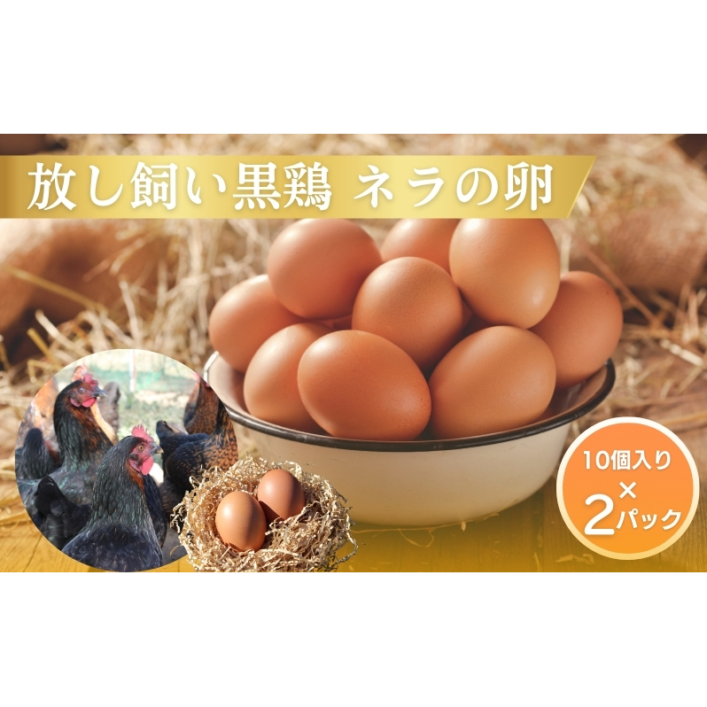 放し飼い 黒鶏 ネラの卵 20個 たまご 卵 鶏卵 玉子 南丹市 京都府京都府南丹市10000卵・乳製品卵(鶏、烏骨鶏等)