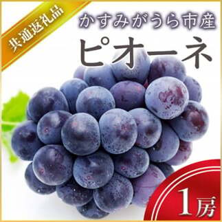<2025年7月上旬より順次発送予定>ピオーネ 1房(県内共通返礼品:かすみがうら市産) (BR043)茨城県城里町18000果物・フルーツマスカット・ぶどう