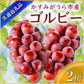 <2025年9月上旬より順次発送予定>ゴルビー 2房(県内共通返礼品:かすみがうら市産) (BR053)茨城県城里町25000果物・フルーツマスカット・ぶどう