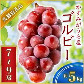 <2025年9月上旬より順次発送予定>ゴルビー 約5キロ7〜9房(県内共通返礼品:かすみがうら市産) (BR063)茨城県城里町100000果物・フルーツマスカット・ぶどう