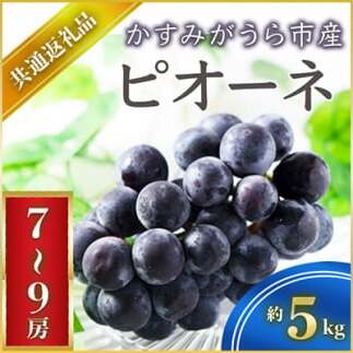 <2025年7月より順次発送予定>ピオーネ 約5キロ 7〜9房(県内共通返礼品:かすみがうら市産) (BR070)茨城県城里町100000果物・フルーツマスカット・ぶどう