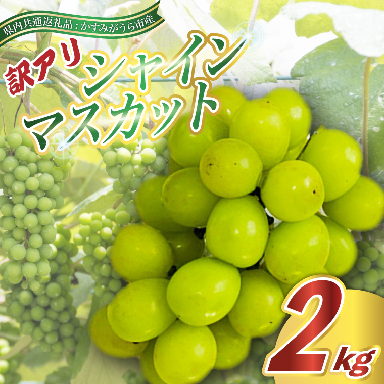 <2025年9月より順次発送>訳ありシャインマスカット2kg(県内共通返礼品:かすみがうら市産) (BR076)茨城県城里町25000果物・フルーツマスカット・ぶどう