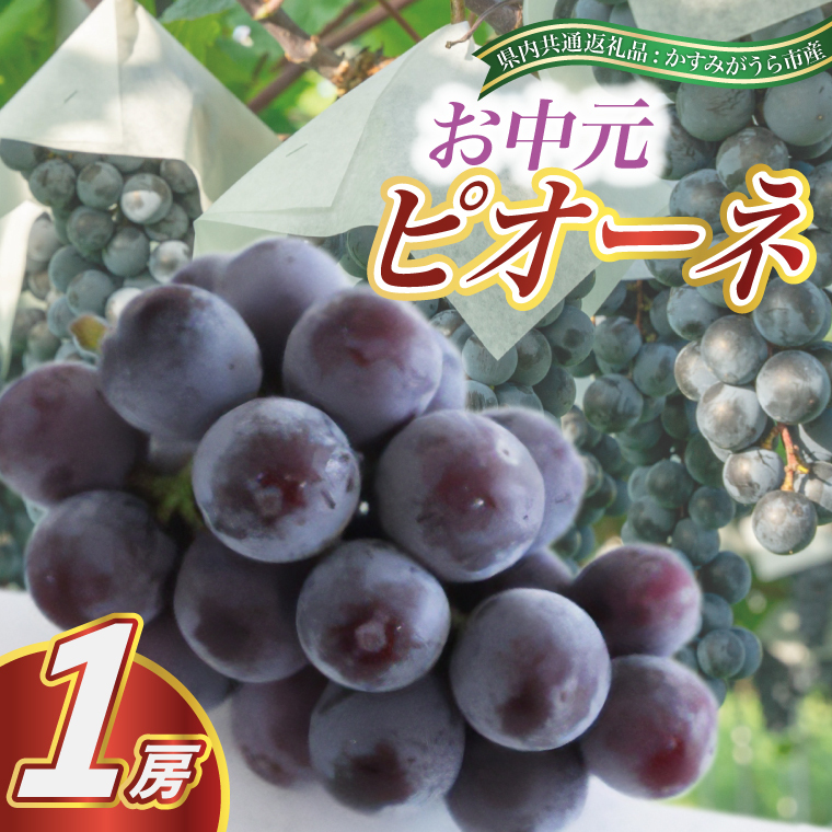 お中元 ピオーネ1房(県内共通返礼品:かすみがうら市産) (BR080)茨城県城里町18000果物・フルーツマスカット・ぶどう