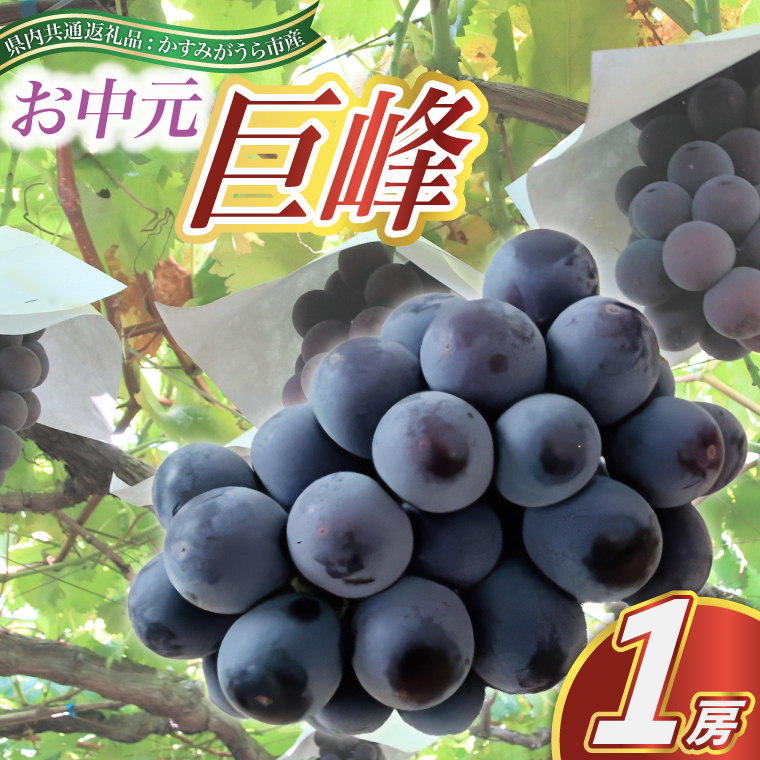 お中元 巨峰1房(県内共通返礼品:かすみがうら市産) (BR082)茨城県城里町18000果物・フルーツマスカット・ぶどう